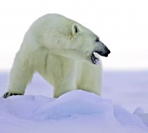 Invasión de osos polares mantiene en alerta a habitantes de archipiélago ártico en Rusia