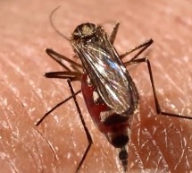 Emiten alerta epidemiológica en Latinoamérica al superar los 2 millones de casos de dengue en la región