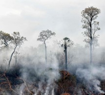 Bolivia controla incendio que consumió 40.000 hectáreas de reserva natural