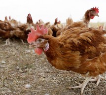 China reporta el primer caso mundial de gripe aviar H3N8 en humanos