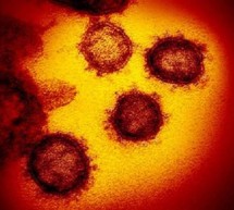 Científicos descubren un método para bloquear la infección del coronavirus