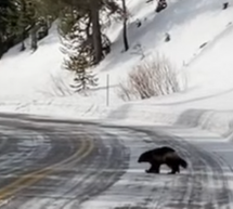 Uno de los animales más raros de ver en Yellowstone sale del bosque