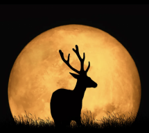 Luna llena del cazador de octubre 2022: qué significa para tu signo del zodiaco