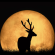 Luna llena del cazador de octubre 2022: qué significa para tu signo del zodiaco