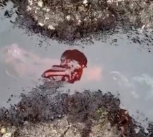 Enorme pulpo cambia de color cuando nadaba en los arrecifes de la costa de Oregón