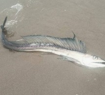 Misteriosas criaturas marinas con colmillos y cuerpo de pez aparecen en playas de Oregón