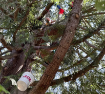 Activistas de Seattle acampan en árbol para impedir que sea talado